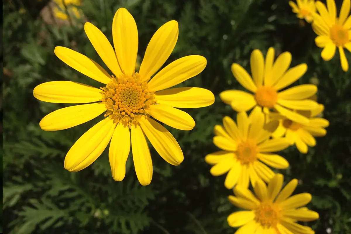 Learn About The Chrysanthemum Frutescens: Basics, Types, Growth，Value and More