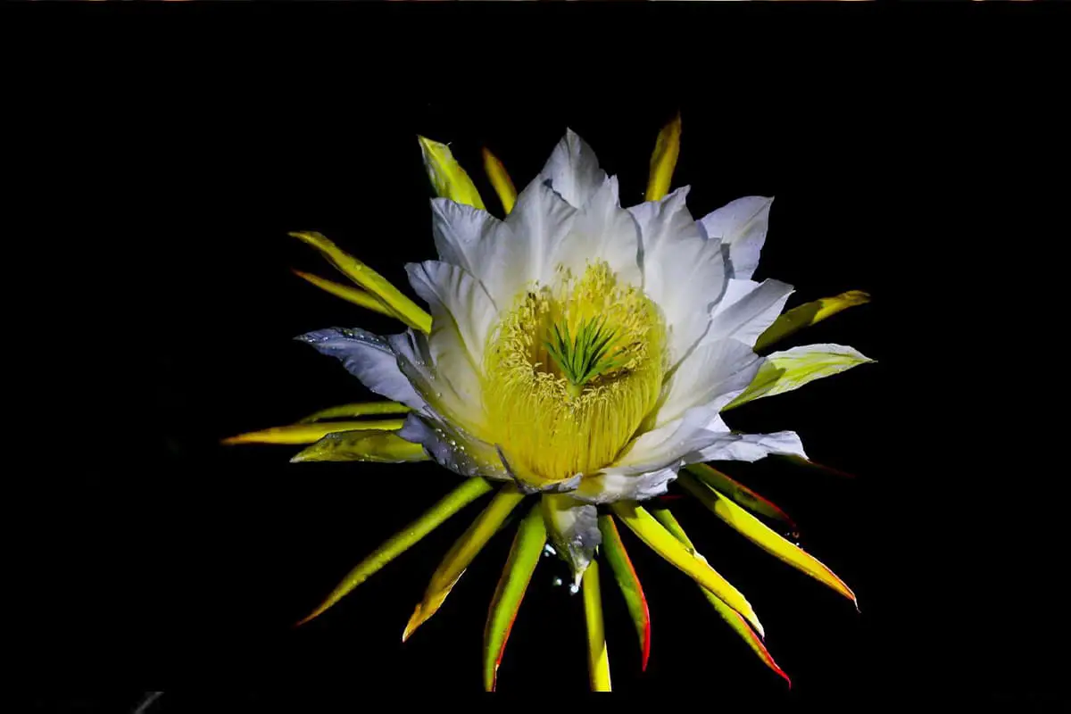 Learn About The Pitahaya Flower: Basics, Types,Value and More