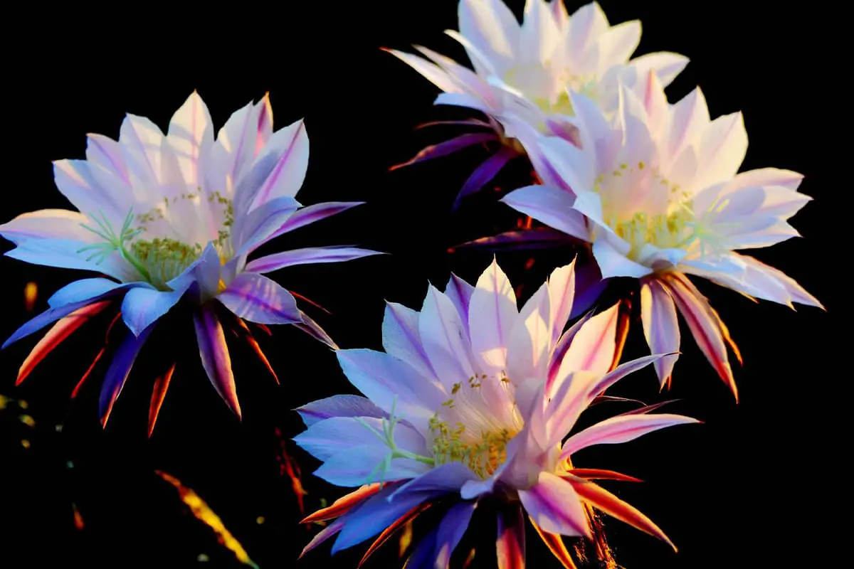 Learn About The Cactus Flower: Basics, Types, Growth & Care, Value and More