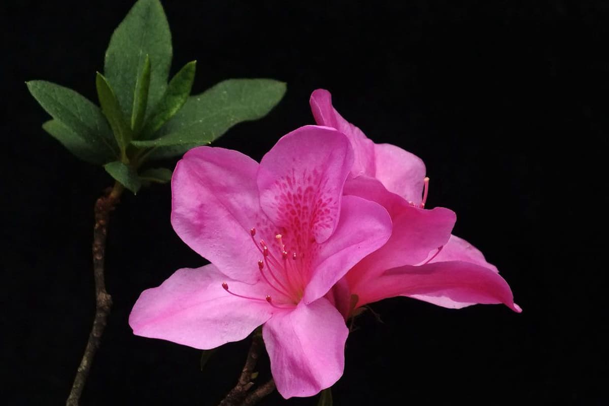 Learn About the Rhododendron: Basics, Types, Growth & Care, Value and More
