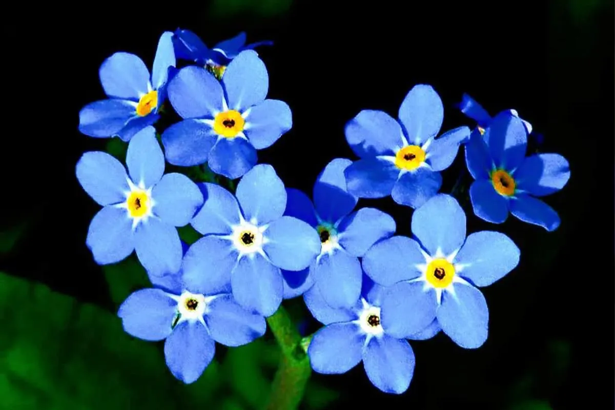 explore-forget-me-not-types-care-more-flowerslib