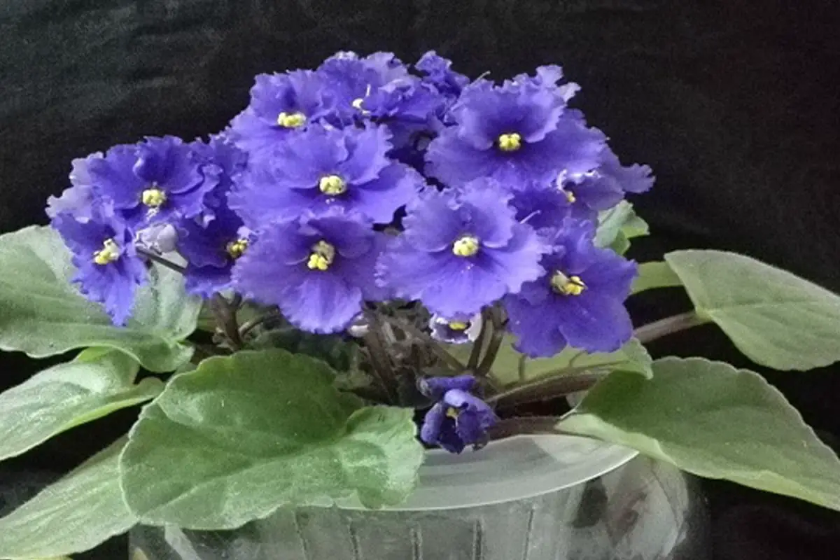 Saiba mais sobre a Matthiola Incana: noções básicas, tipos, crescimento e cuidados, valor e muito mais