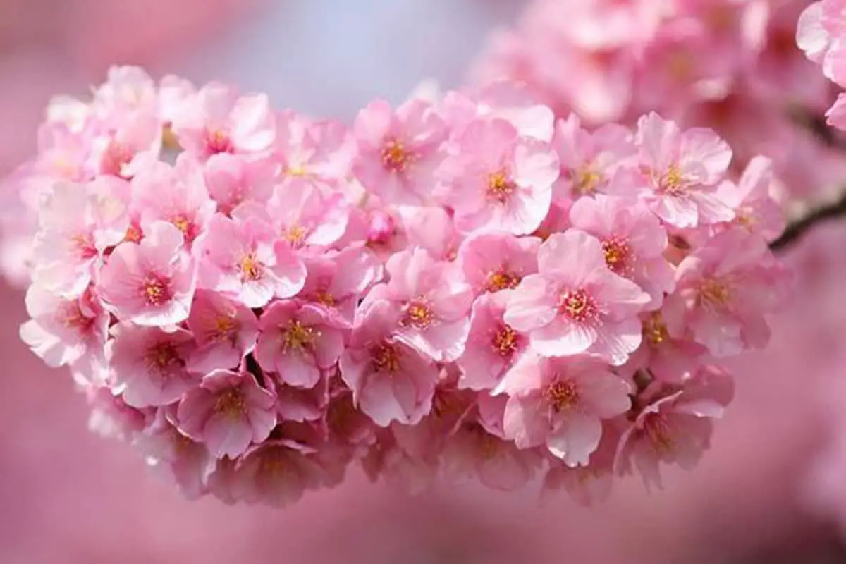 Saiba mais sobre a cerejeira em flor: Noções básicas, tipos, crescimento e cuidados, valor e muito mais
