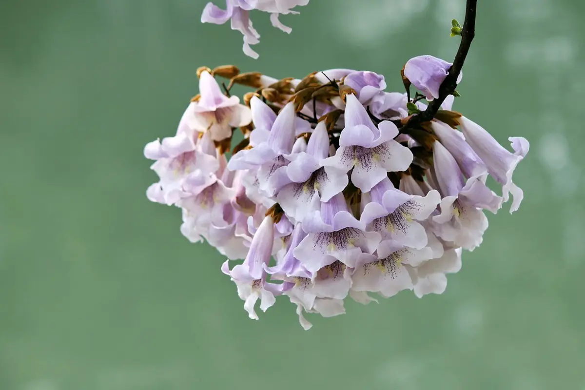 Saiba mais sobre a Firmiana Danxiaensis: Noções básicas, tipos, crescimento e cuidados, valor e muito mais