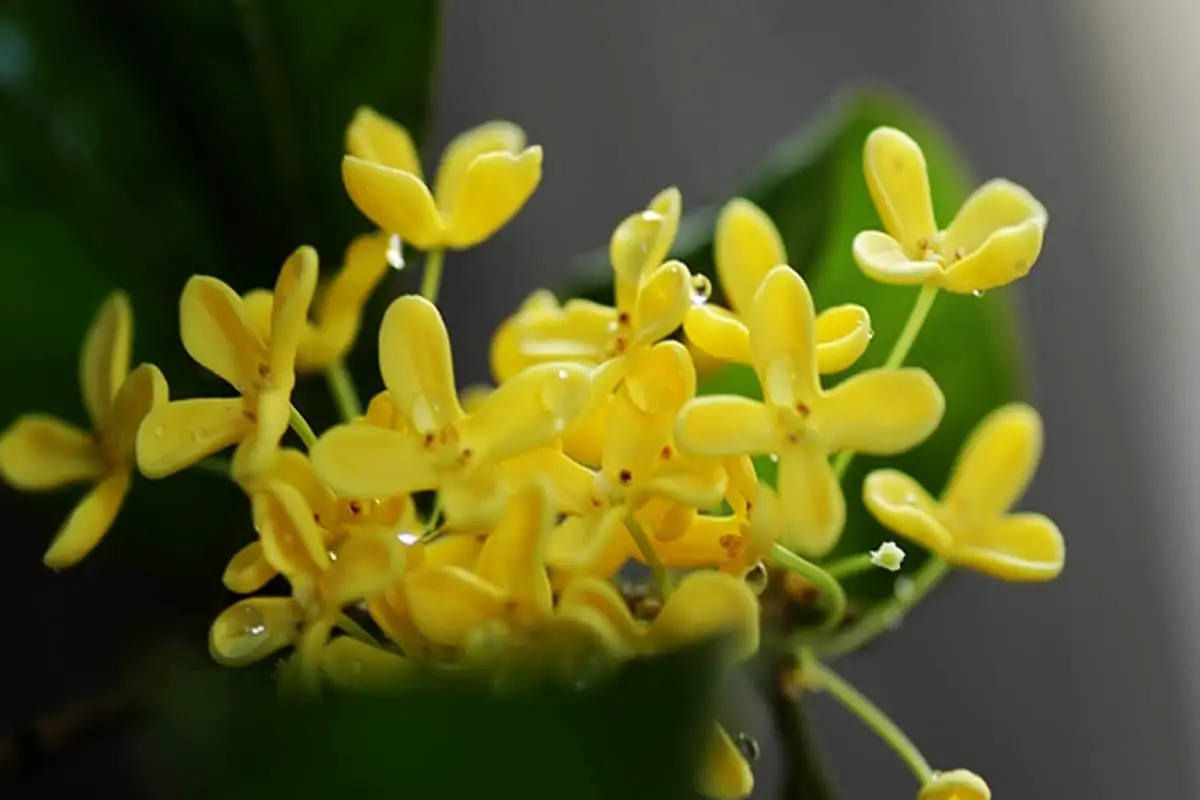 Learn About the Osmanthus: Basics, Types, Growth & Care, Value and More