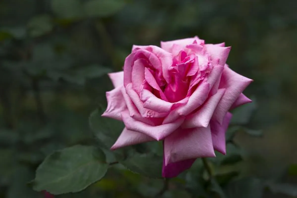 Learn About the Chinese Rose: Basics, Types, Growth & Care, Value and More