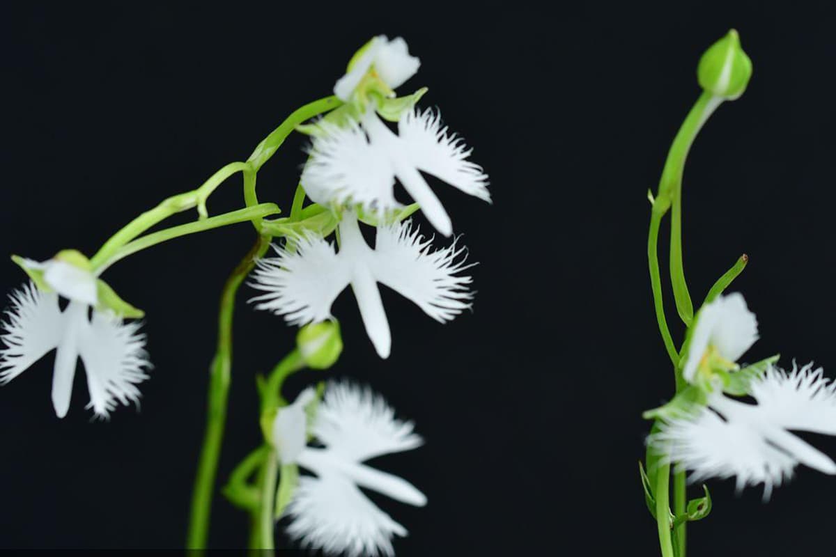 Learn About the Habenaria radiata: Basics, Types, Growth & Care, Value and More