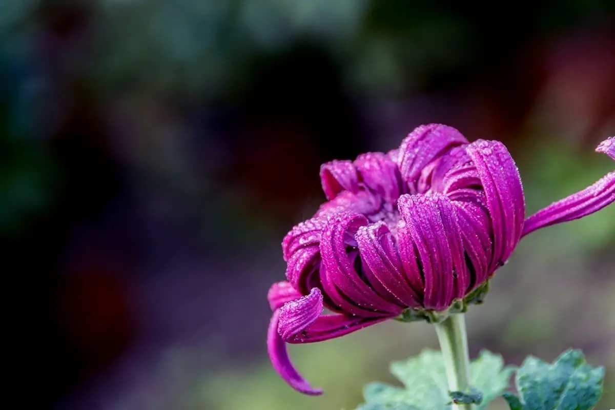 Saiba mais sobre o crisântemo: noções básicas, tipos, crescimento e cuidados, valor e muito mais