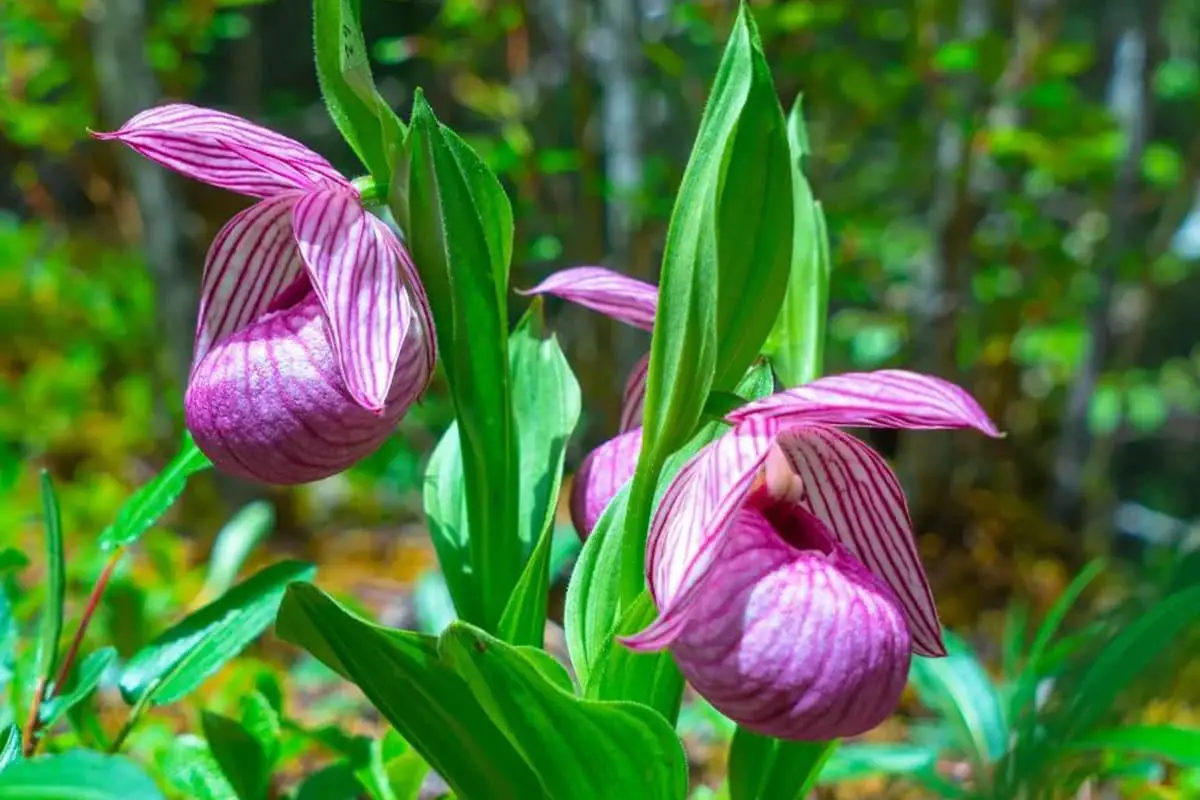 Learn About the Cypripedium Lichiangense: Basics, Types, Growth & Care and More