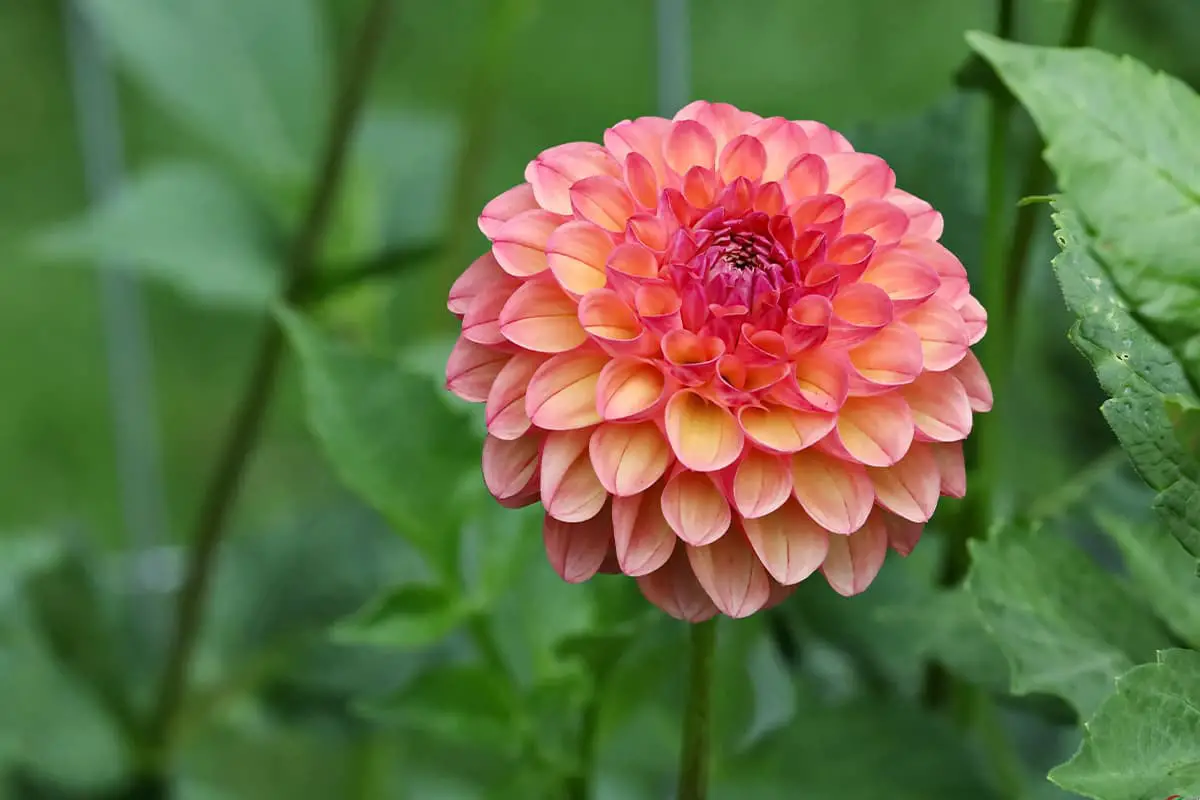 Learn About The Dahlia Pinnata: Basics, Types, Growth & Care， Value and More