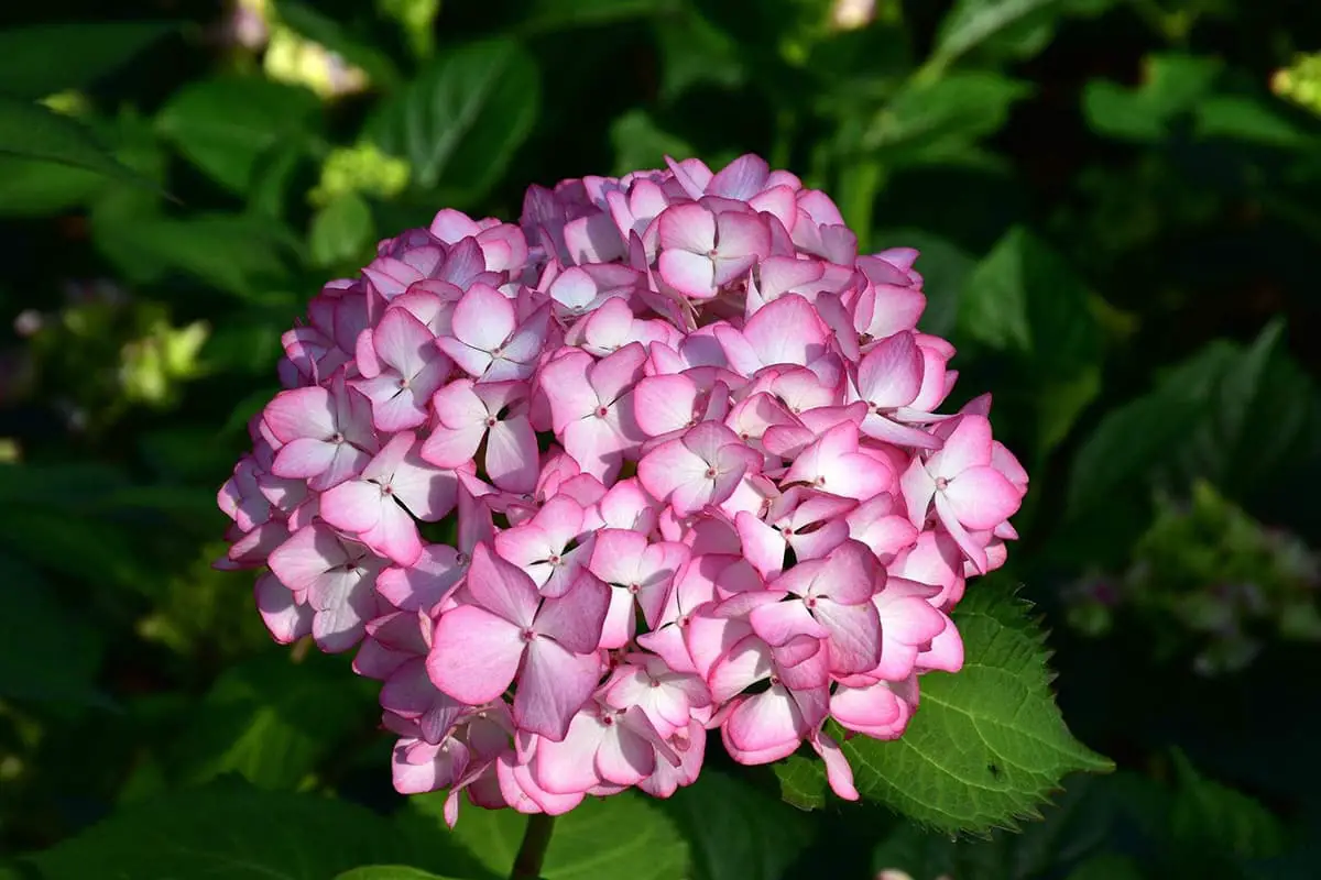 Saiba mais sobre a Hydrangea Macrophylla: noções básicas, tipos, crescimento e cuidados, valor e muito mais
