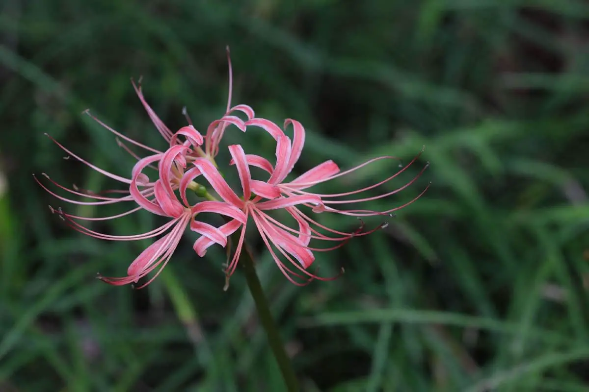 Learn About The Lycoris: Basics, Types, Growth & Care,Value and More