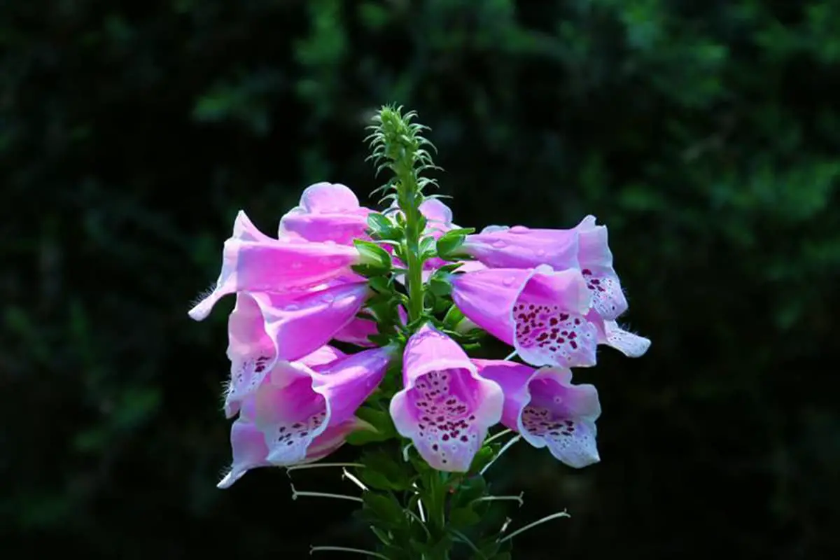 Découvrez la Digitalis Purpurea : Notions de base, types, croissance et entretien,Valeur et plus encore