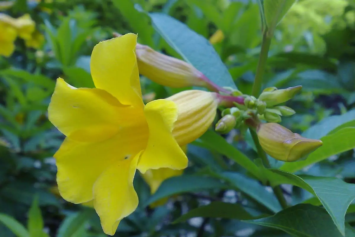 Learn About The Datura Stramonium: Basics, Types, Growth & Care，Value and More
