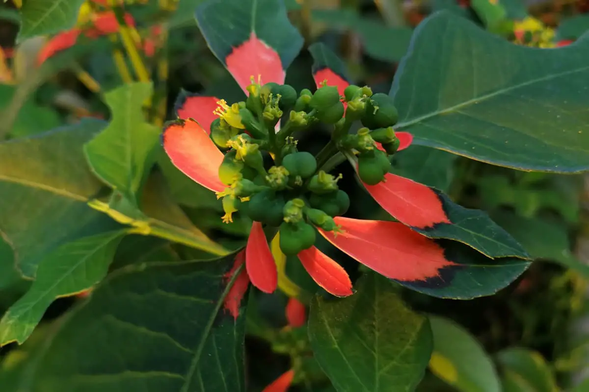 Pelajari Tentang Euphorbia Pulcherrima Willd: Dasar-dasar, Jenis, Pertumbuhan & Perawatan, Nilai dan Lainnya