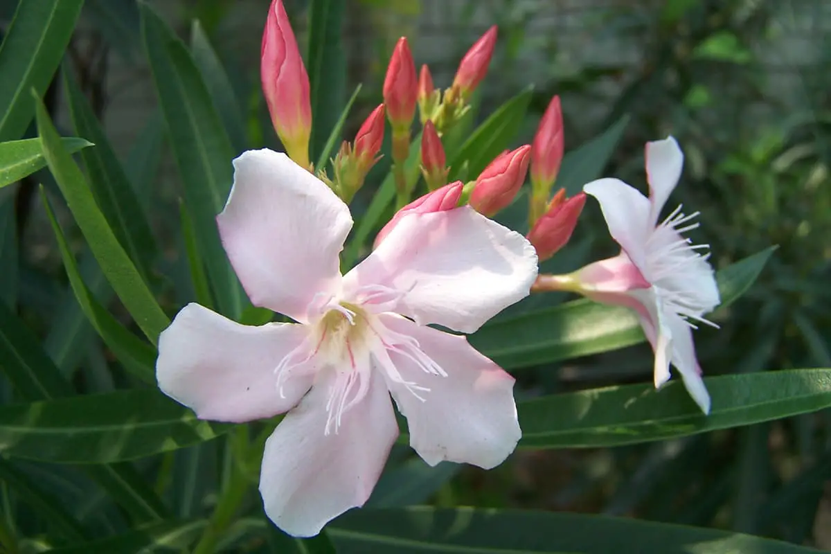 Learn About The Nerium Oleander: Basics, Types, Growth & Care,Value and More