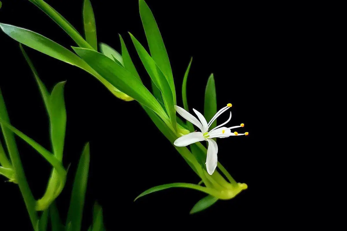Leer meer over Chlorophytum Comosum: basis, soorten, groei en verzorging, waarde en meer