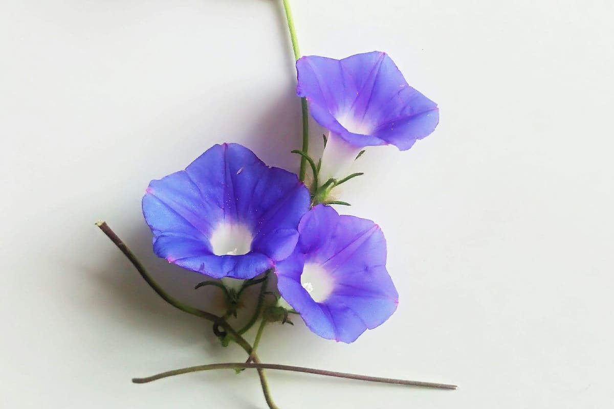Erfahren Sie mehr über die Ipomoea Nil: Grundlagen, Arten, Wachstum & Pflege，Wert und mehr