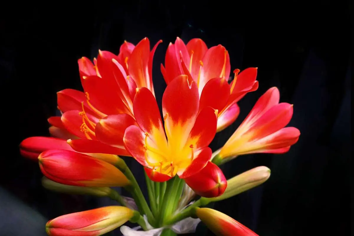 Learn About The Clivia Miniata: Basics, Types, Growth & Care，Value and More