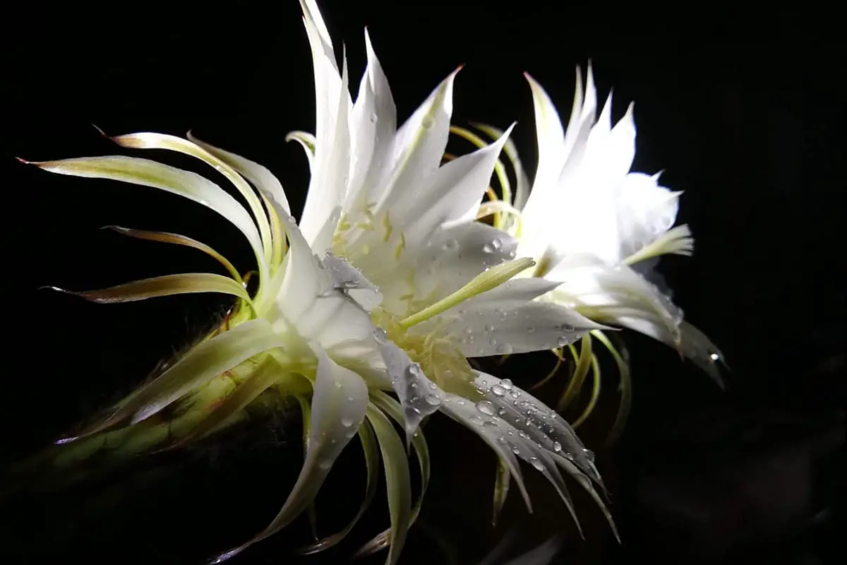 Learn About The Cactus Flower: Basics, Types, Growth & Care, Value and More