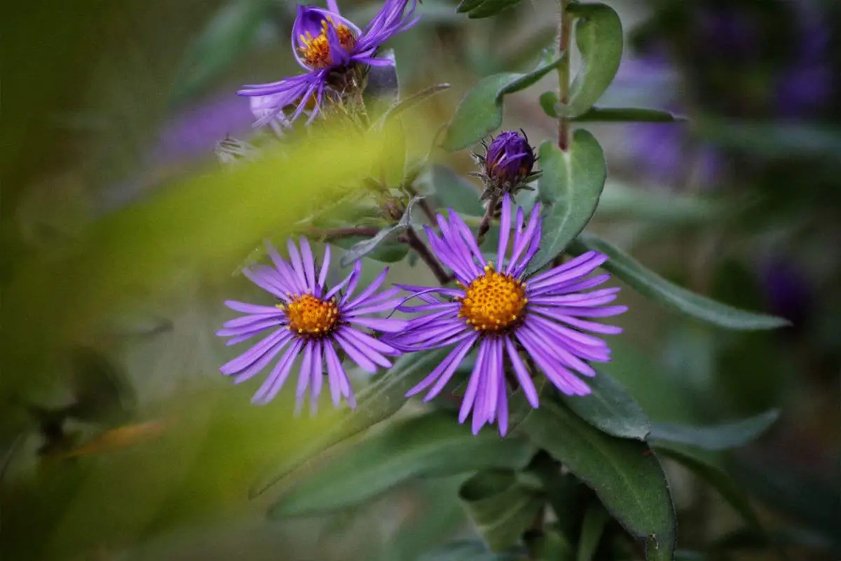 Learn About The Aster Tataricus: Basics, Types, Growth & Care, Value and More