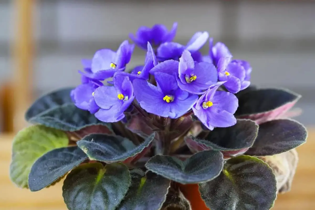 Saiba mais sobre a Matthiola Incana: noções básicas, tipos, crescimento e cuidados, valor e muito mais