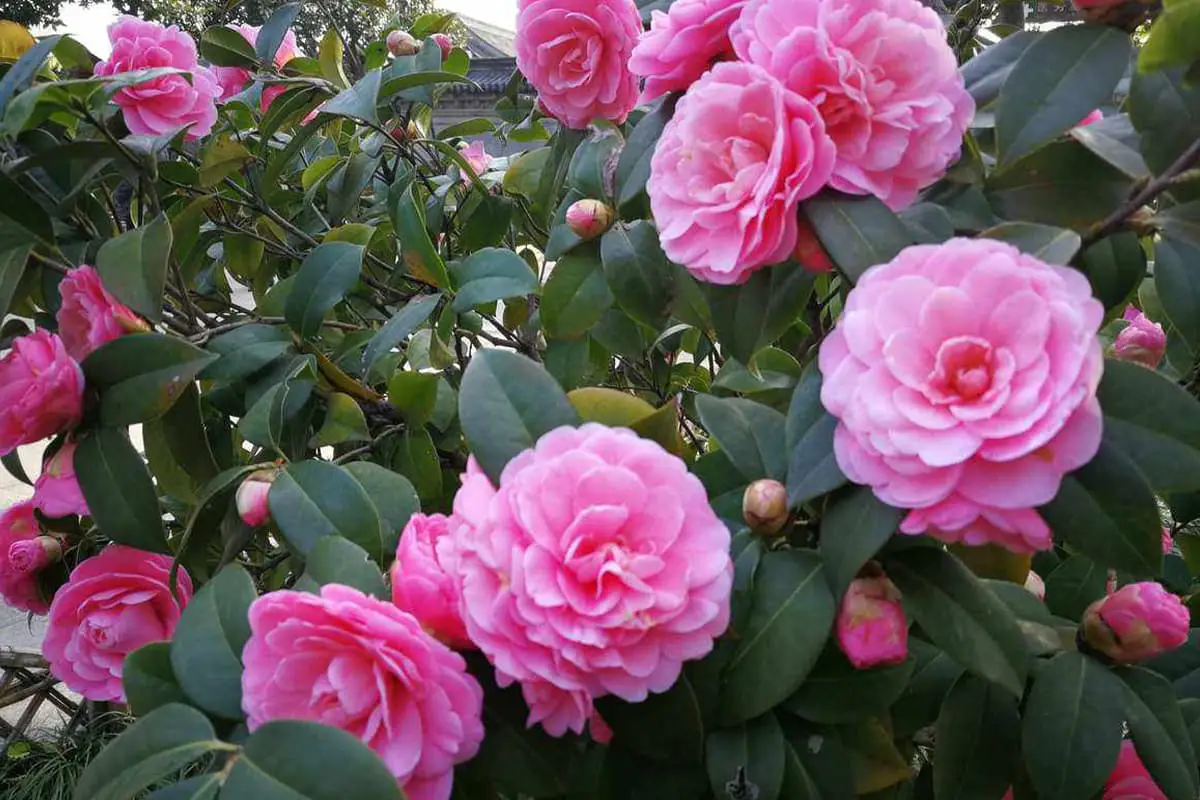 Learn About the Camellia: Basics, Types, Growth & Care, Value and More