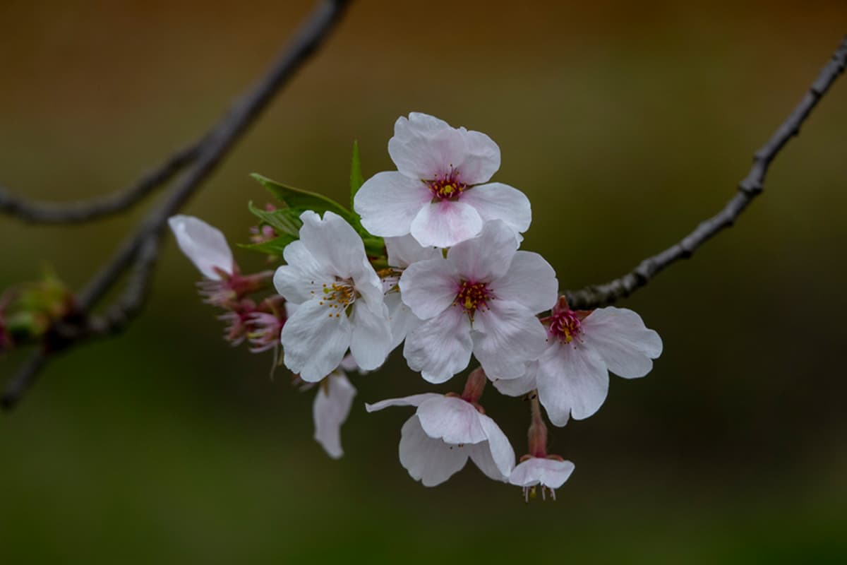 Saiba mais sobre a cerejeira em flor: Noções básicas, tipos, crescimento e cuidados, valor e muito mais