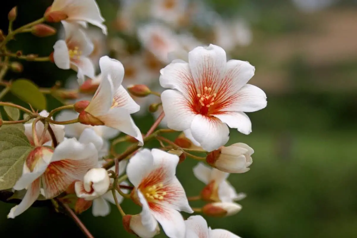 Saiba mais sobre a Firmiana Danxiaensis: Noções básicas, tipos, crescimento e cuidados, valor e muito mais