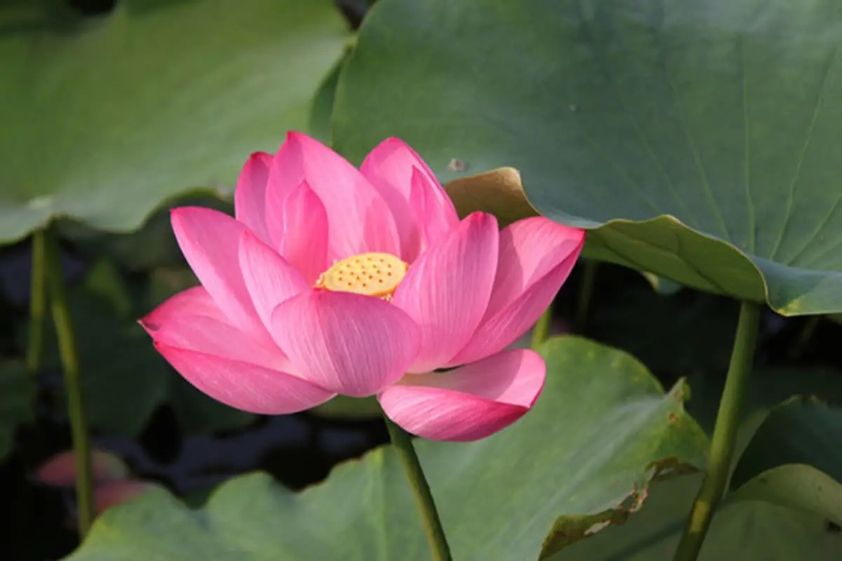 تعرف على اللوتس: أساسيات اللوتس وأنواعه ونموه والعناية به وقيمته والمزيد