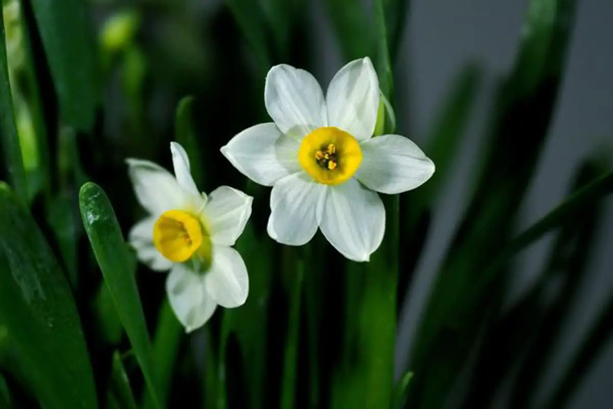 Learn About the Daffodil: Basics, Types, Growth & Care, Value and More