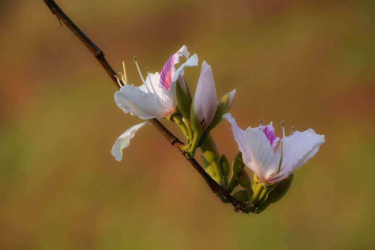 Learn About the Habenaria radiata: Basics, Types, Growth & Care, Value and More
