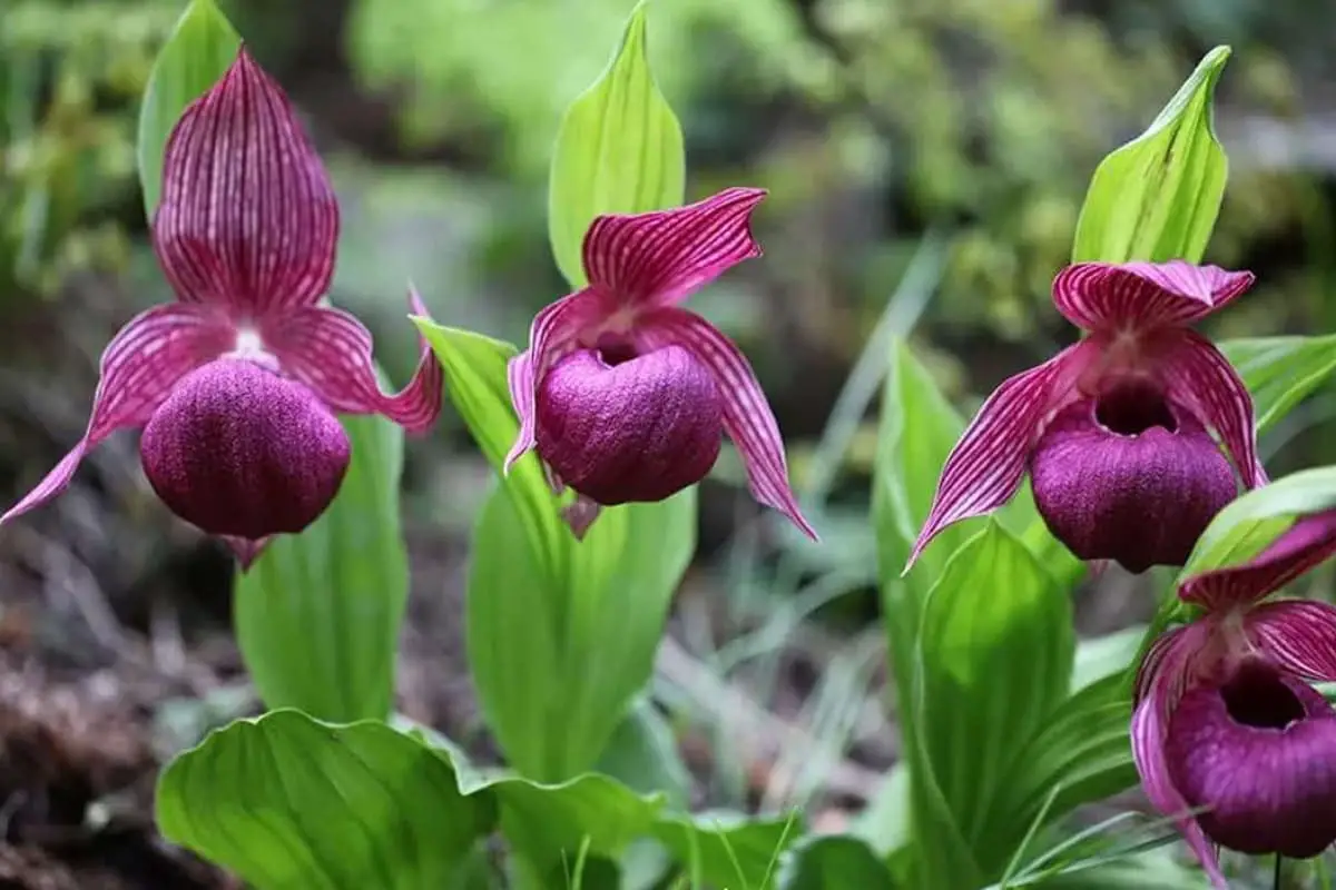 Learn About the Cypripedium Lichiangense: Basics, Types, Growth & Care and More