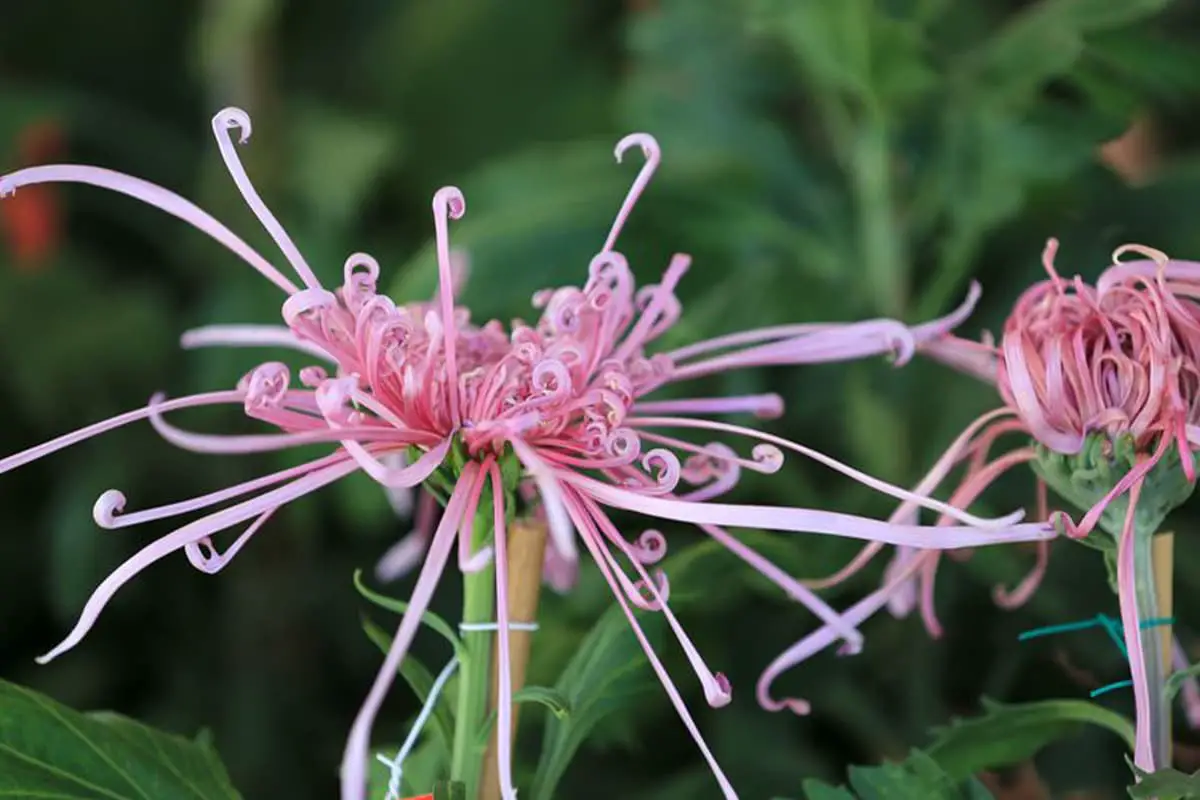 Saiba mais sobre o crisântemo: noções básicas, tipos, crescimento e cuidados, valor e muito mais