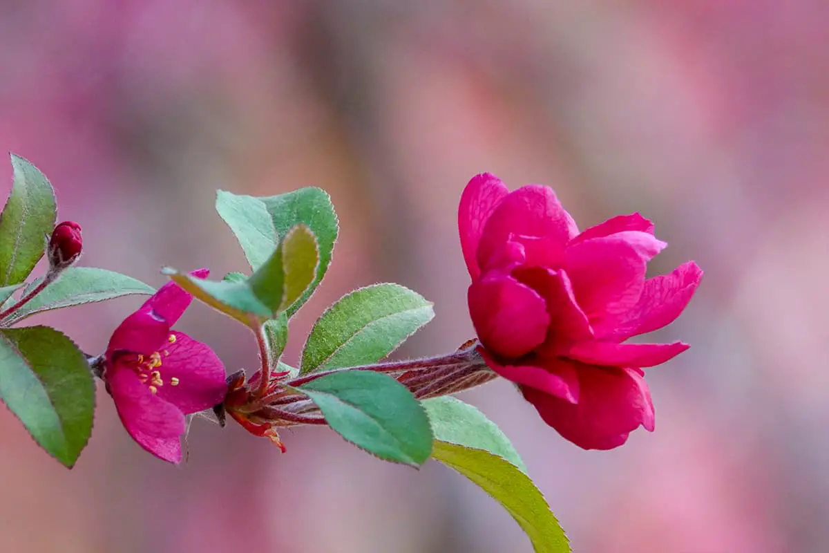 Learn About the Malus spectabilis: Basics, Types, Growth & Care， Value and More