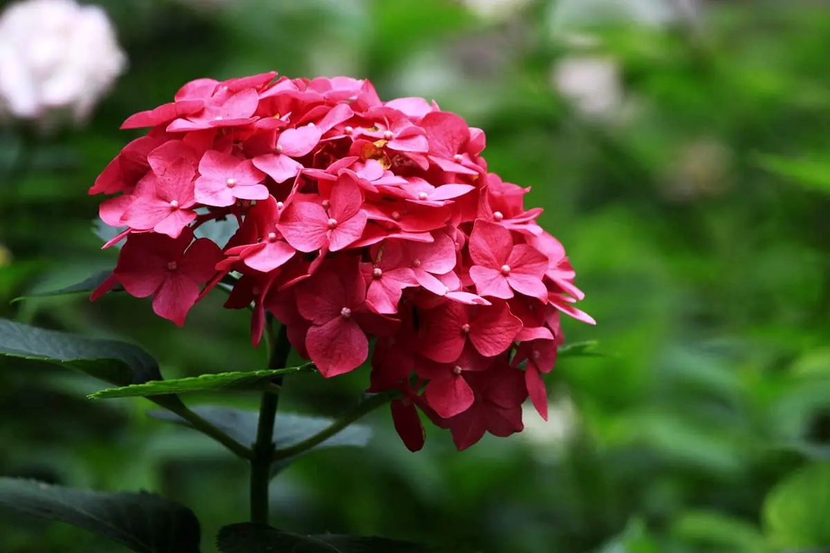 Saiba mais sobre a Hydrangea Macrophylla: noções básicas, tipos, crescimento e cuidados, valor e muito mais