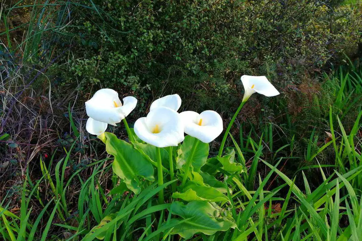 Learn About The Zantedeschia Aethiopica: Basics, Types, Growth & Care, Value and More