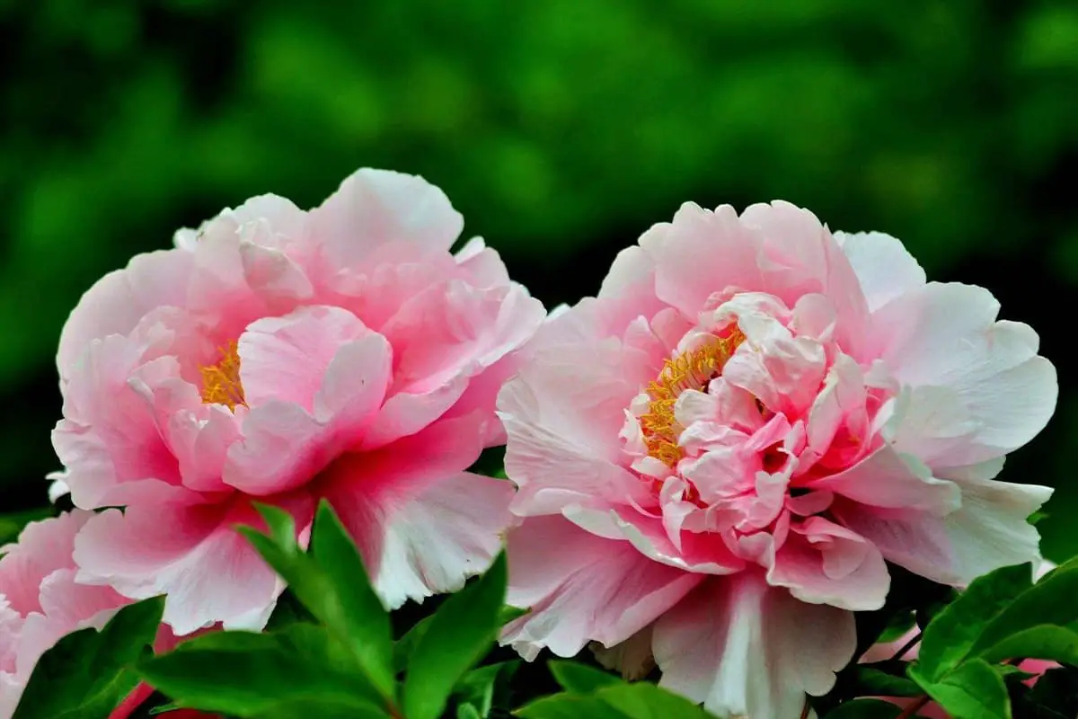 Pelajari Tentang Peony: Dasar-dasar, Jenis, Pertumbuhan & Perawatan, Nilai dan Lainnya