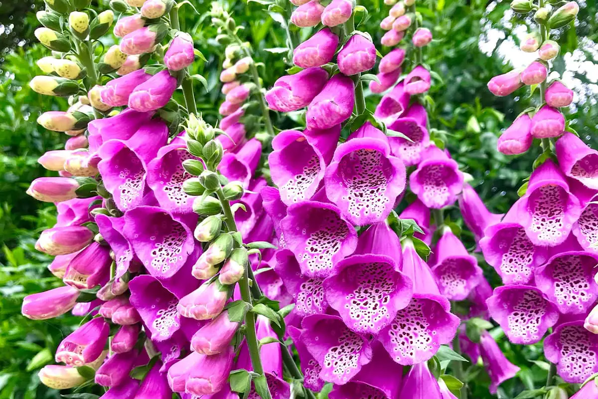 Découvrez la Digitalis Purpurea : Notions de base, types, croissance et entretien,Valeur et plus encore