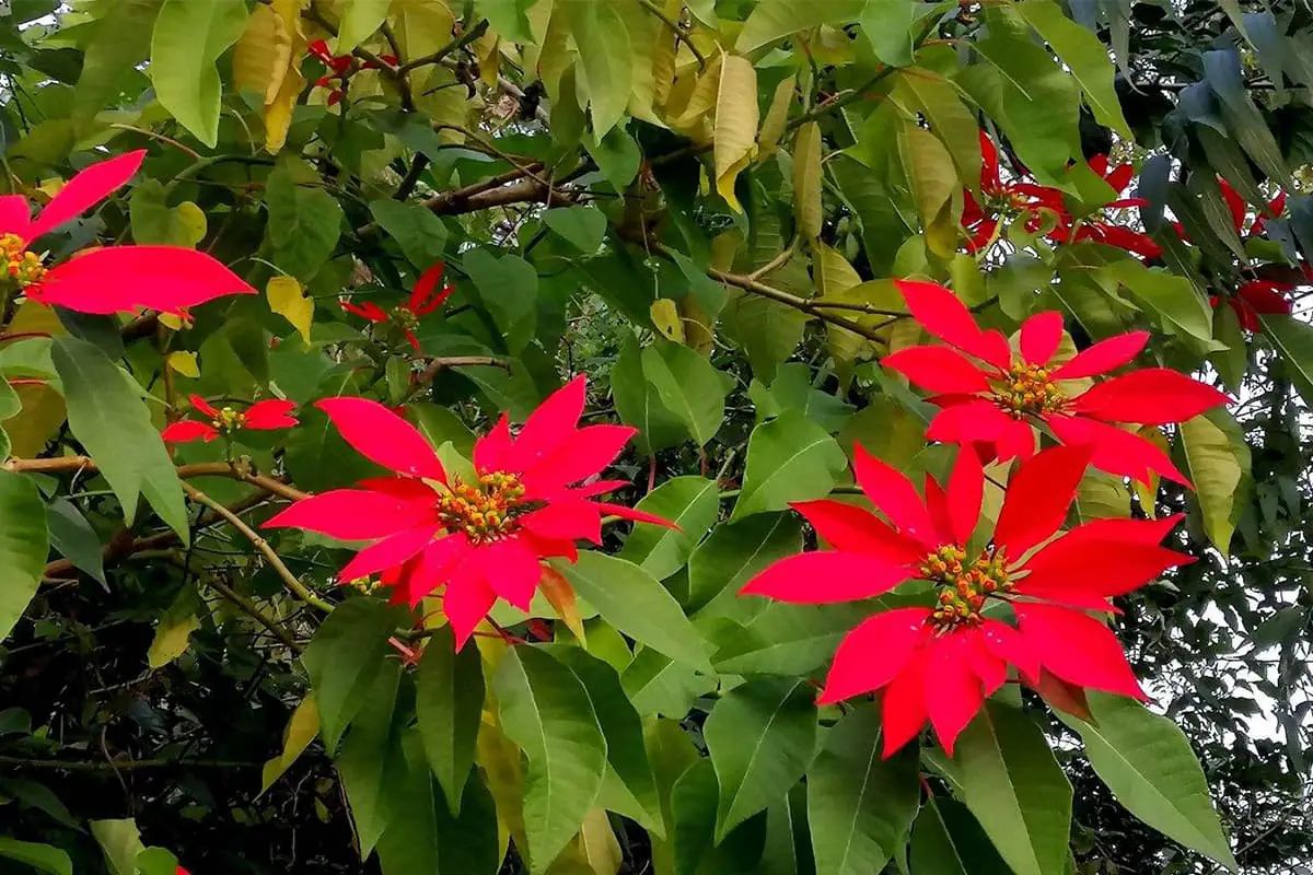 Pelajari Tentang Euphorbia Pulcherrima Willd: Dasar-dasar, Jenis, Pertumbuhan & Perawatan, Nilai dan Lainnya