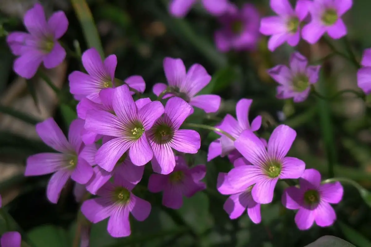 Learn About The Oxalis Corniculata: Basics, Types, Growth & Care，Value and More