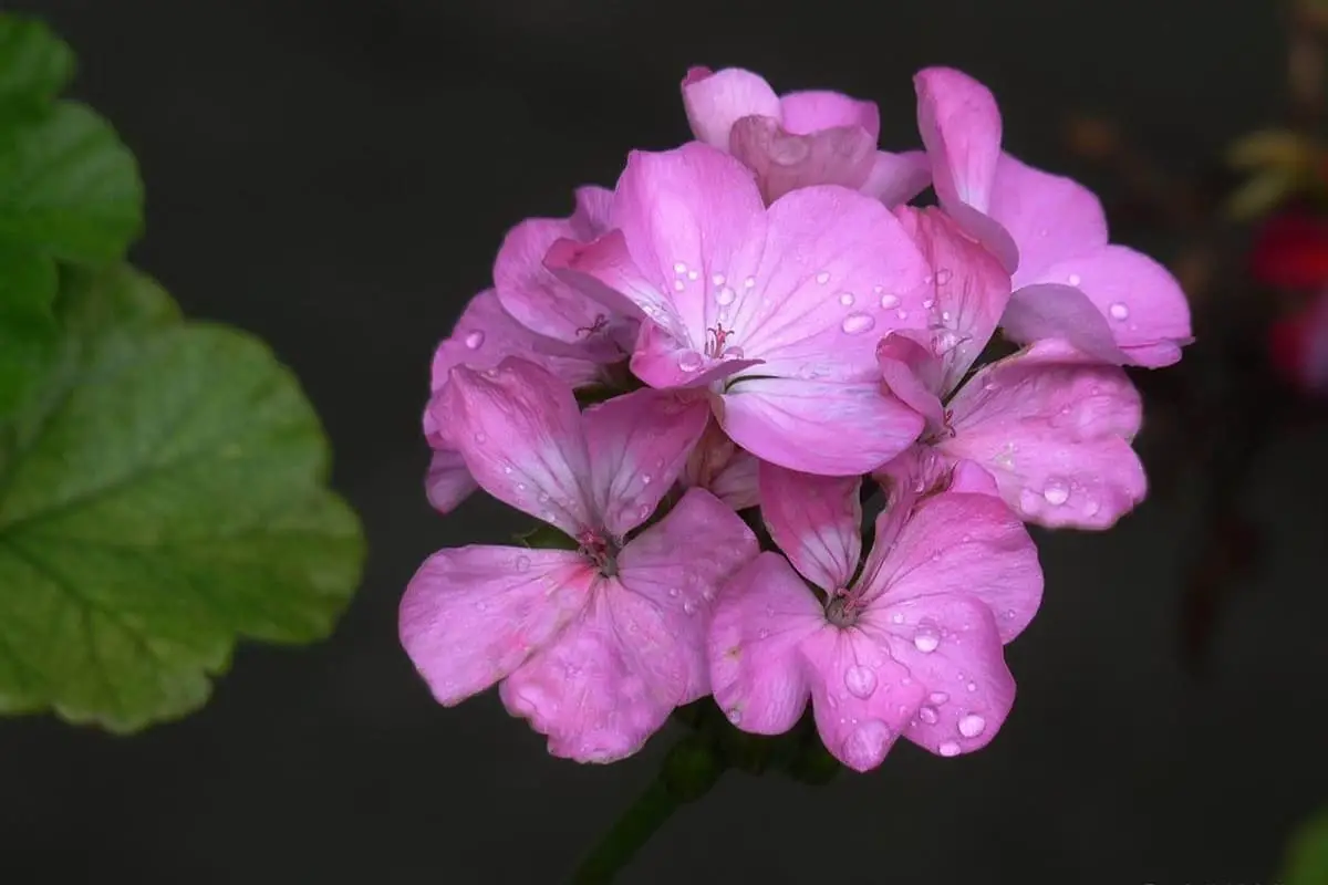 Learn About The Pelargonium Hortorum Bailey: Basics, Types, Growth & Care，Value and More