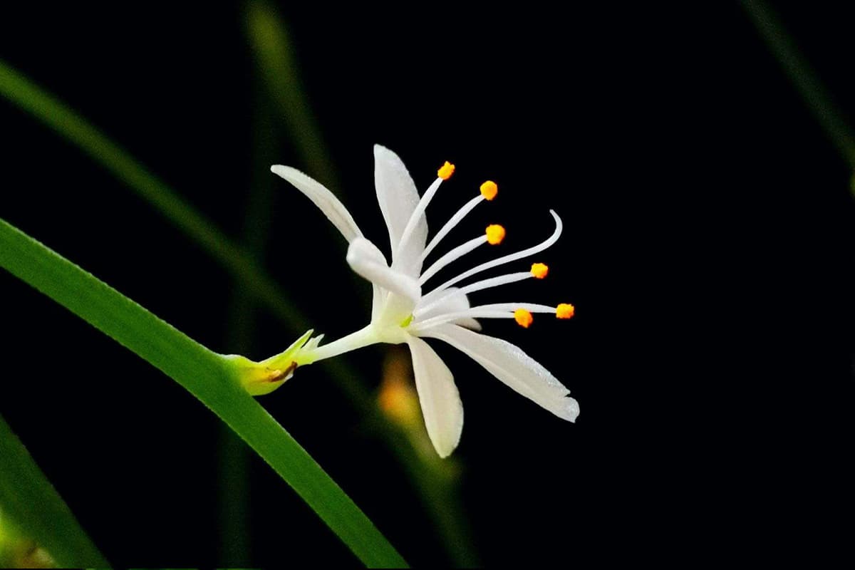 Leer meer over Chlorophytum Comosum: basis, soorten, groei en verzorging, waarde en meer