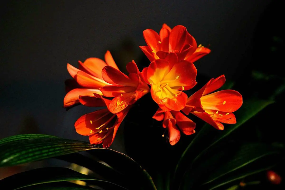 Learn About The Clivia Miniata: Basics, Types, Growth & Care，Value and More
