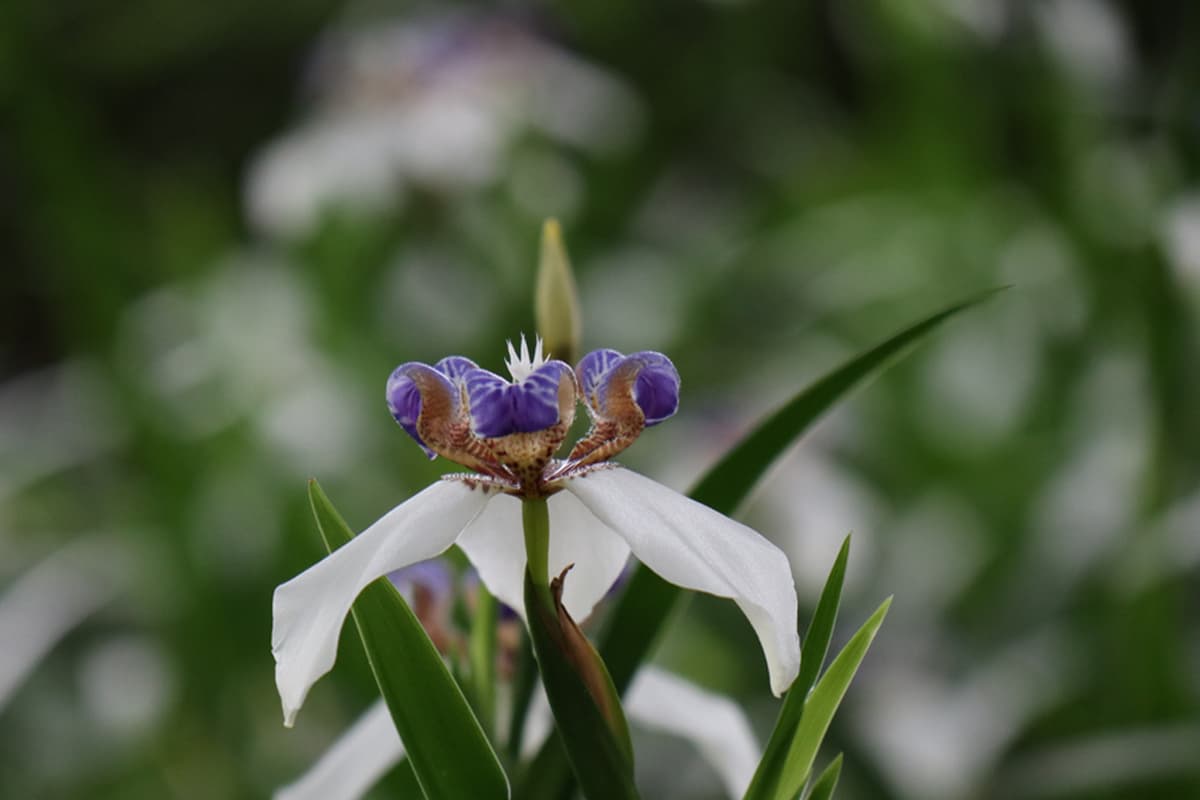 Leer meer over de orchidee: Grondbeginselen, soorten, groei en verzorging, waarde en meer