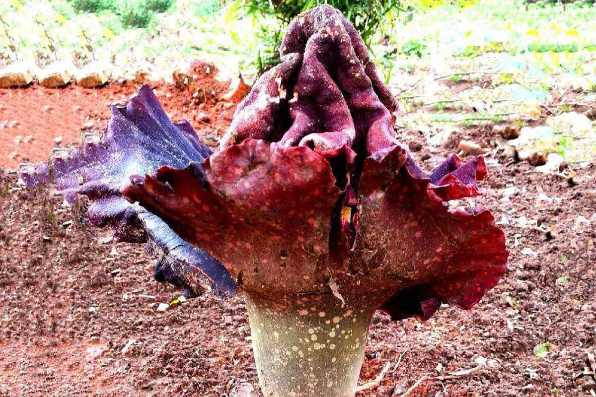 Learn About The Amorphophallus Paeoniifolius: Basics, Types, Growth，Value and More