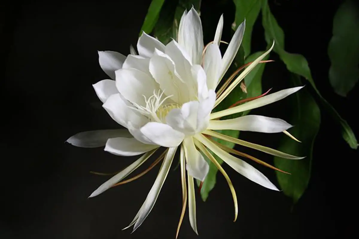 En savoir plus sur l'Epiphyllum Oxypetalum : Notions de base, types, croissance et entretien,Valeur et plus encore