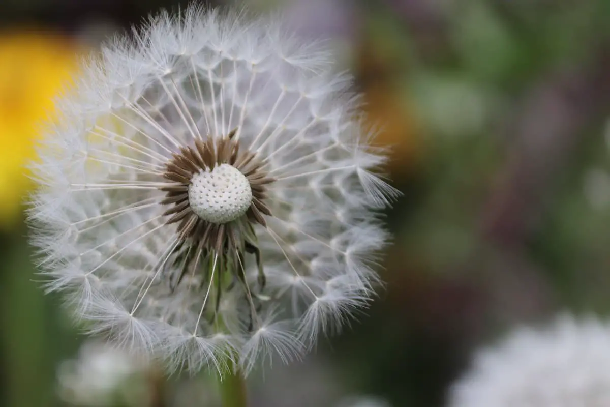 Pelajari Tentang Dandelion: Dasar-dasar, Jenis, Pertumbuhan & Perawatan, Nilai dan Lainnya