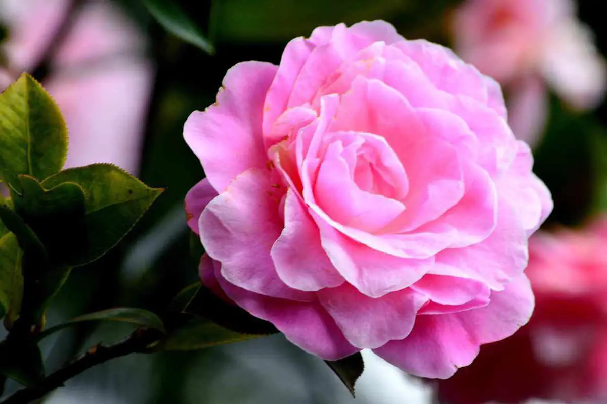 Learn About the Camellia: Basics, Types, Growth & Care, Value and More