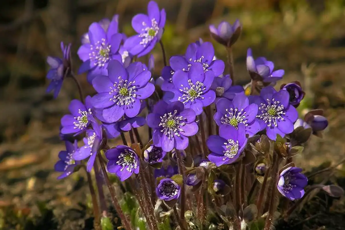 Saiba mais sobre a Matthiola Incana: noções básicas, tipos, crescimento e cuidados, valor e muito mais